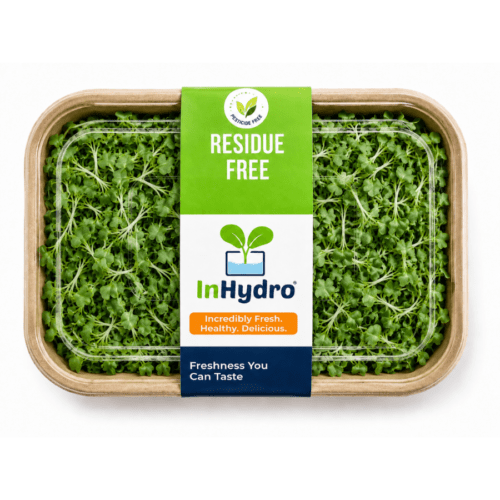 Fresh Broccoli Microgreens – close-up – InHydroGreens, same-day delivery in Delhi NCR