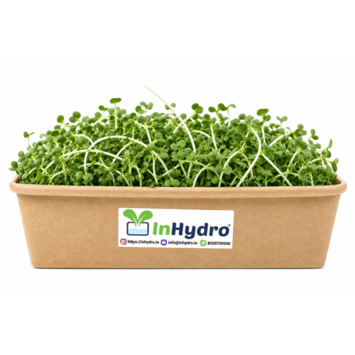 Broccoli Microgreens Inhydrogreens Fresh Broccoli Microgreens Inhydrogreens Same day Delivery in Delhi Ncr