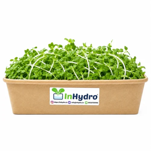 Radish Green Microgreen Inhydrogreens Fresh Radish Green Microgreen Inhydrogreens Same day Delivery in Delhi Ncr