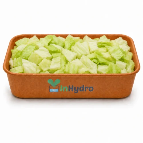 Fresh Iceberg Lettuce Inhydrogreens Fresh Iceberg Lettuce Inhydrogreens Same day Delivery in Delhi Ncr