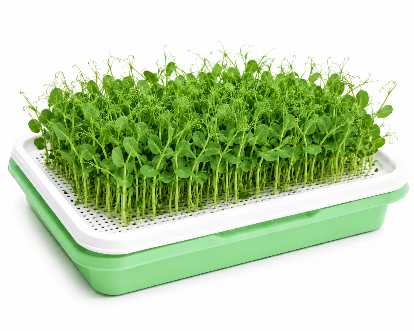 Pea Shoot Microgreens Growing Tray