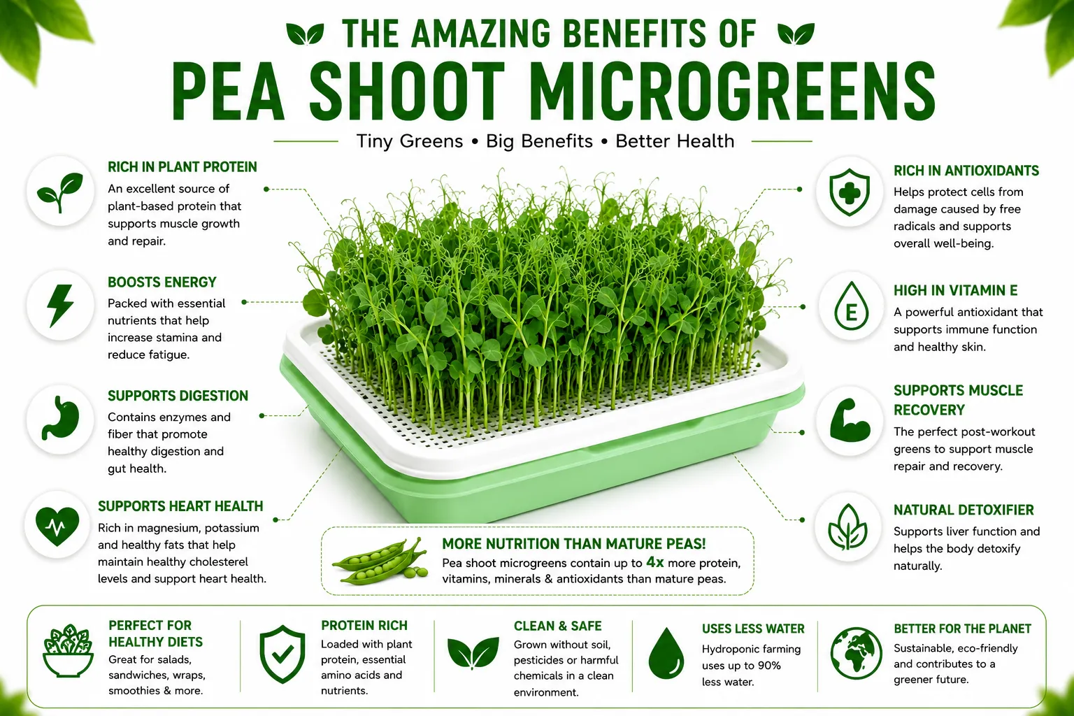 Benefits of Pea Shoot Microgreens