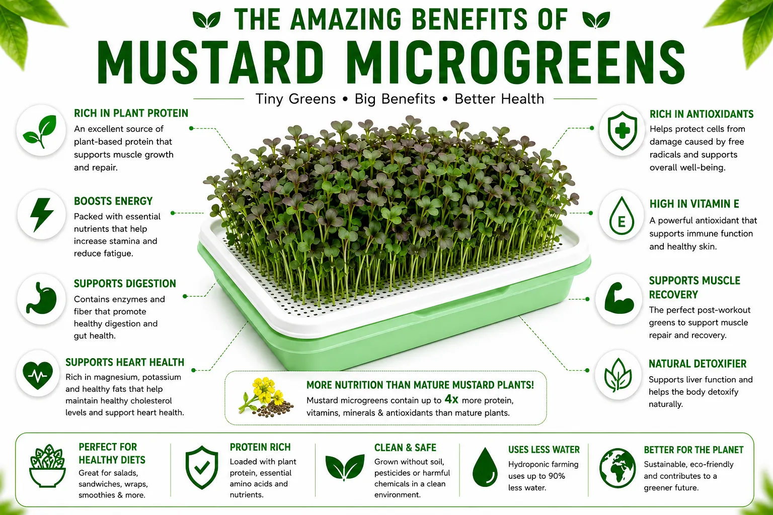 Benefits of Mustard Microgreens