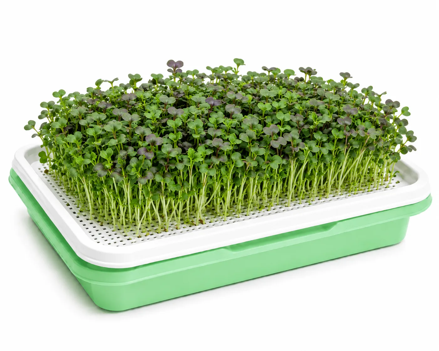 Chatgptimagejul pm Inhydrogreens