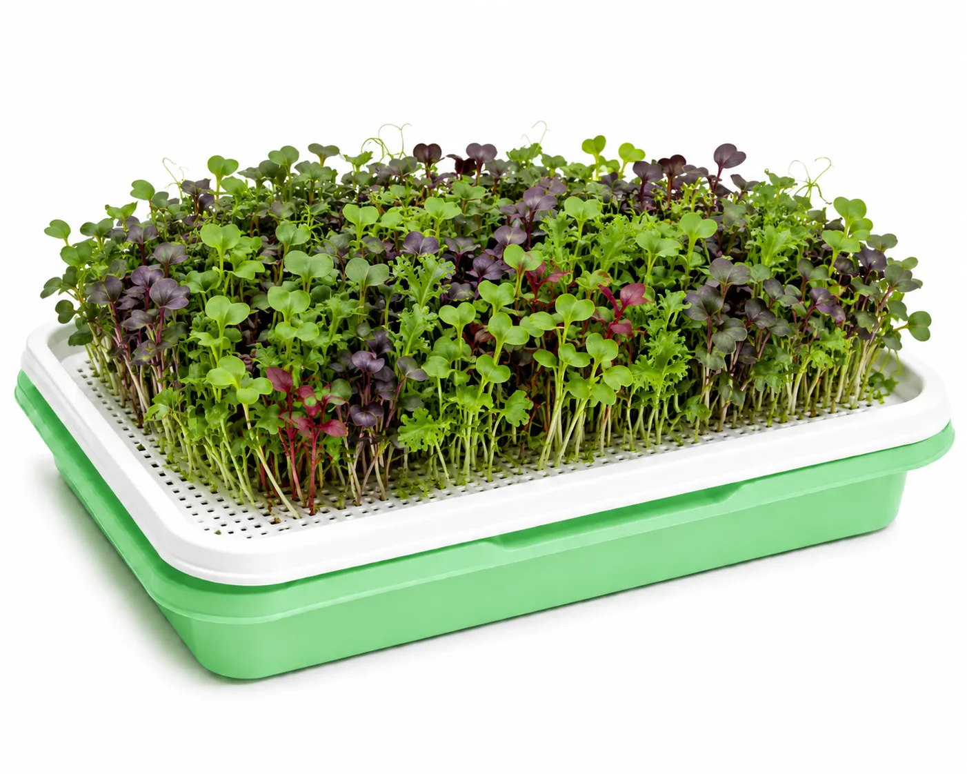 Mixed Microgreens Growing Tray