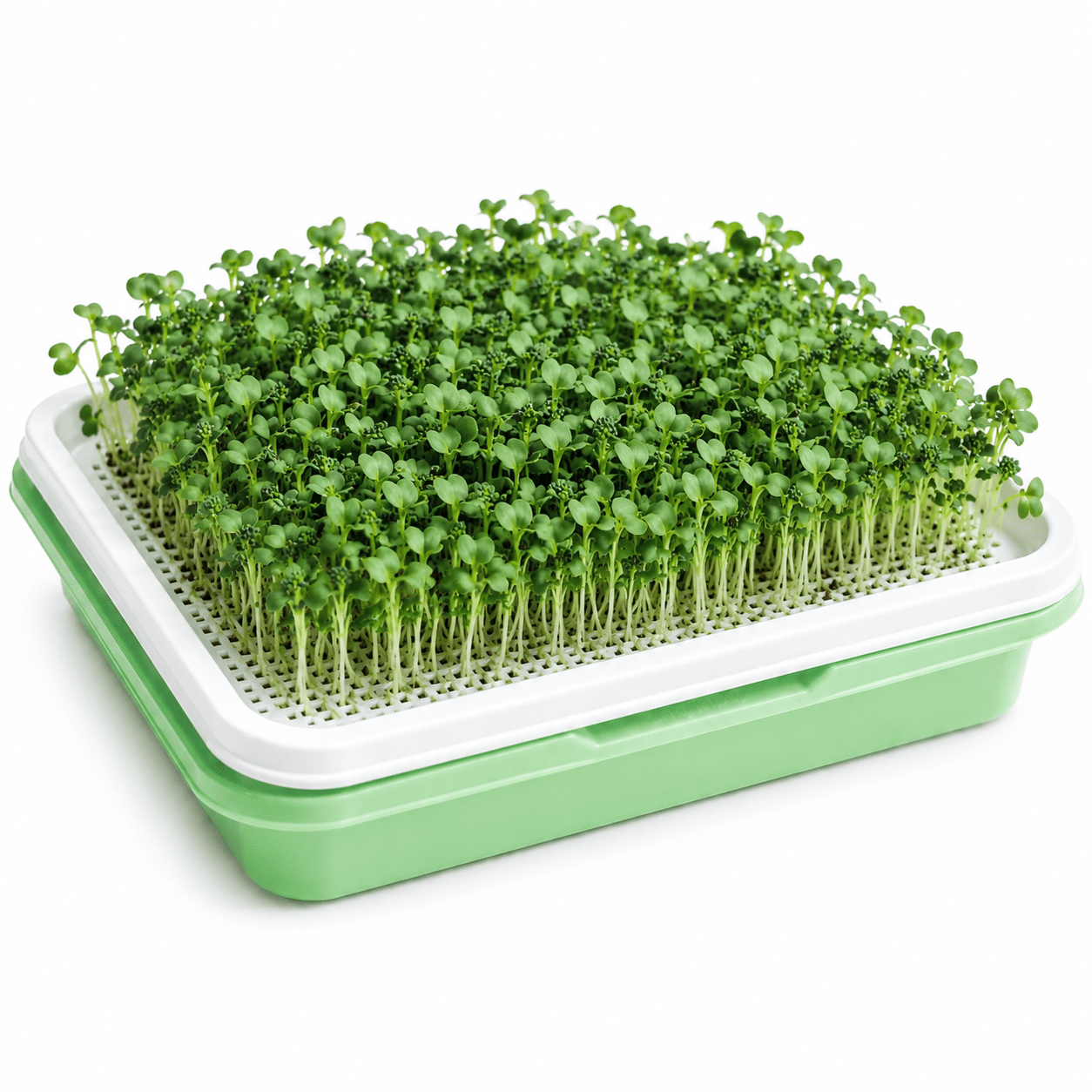 Fresh Broccoli Microgreens