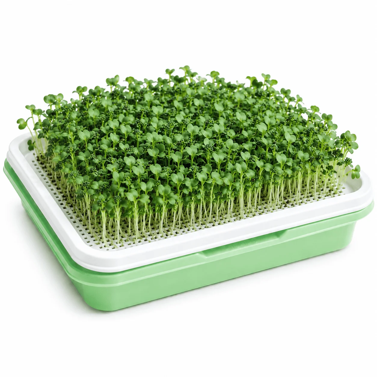 Chatgptimagejul am Inhydrogreens