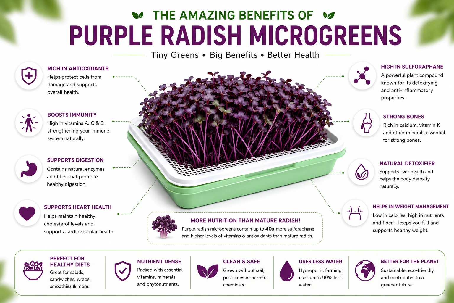 Benefits of Red Radish Microgreens