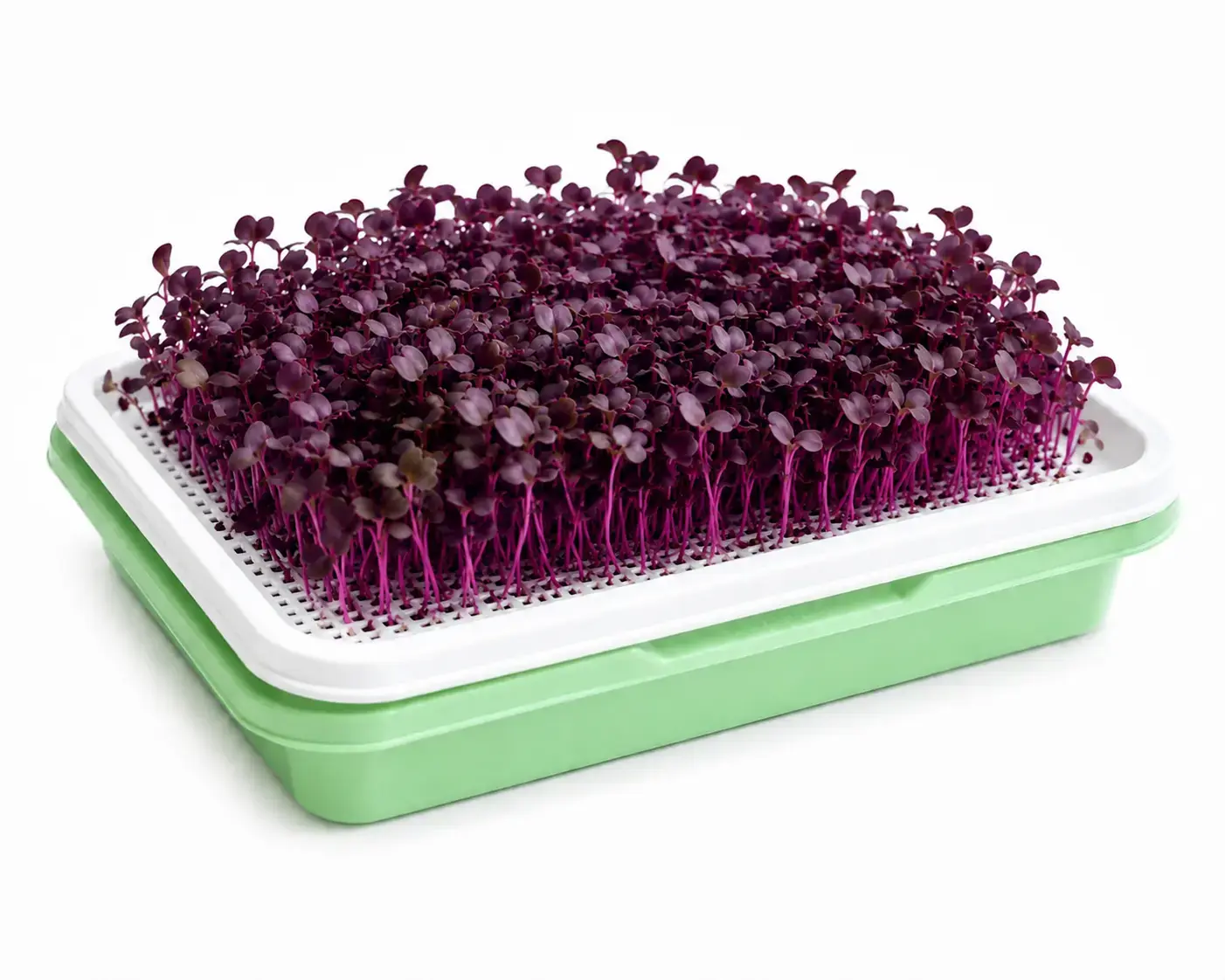 Chatgptimagejul pm Inhydrogreens