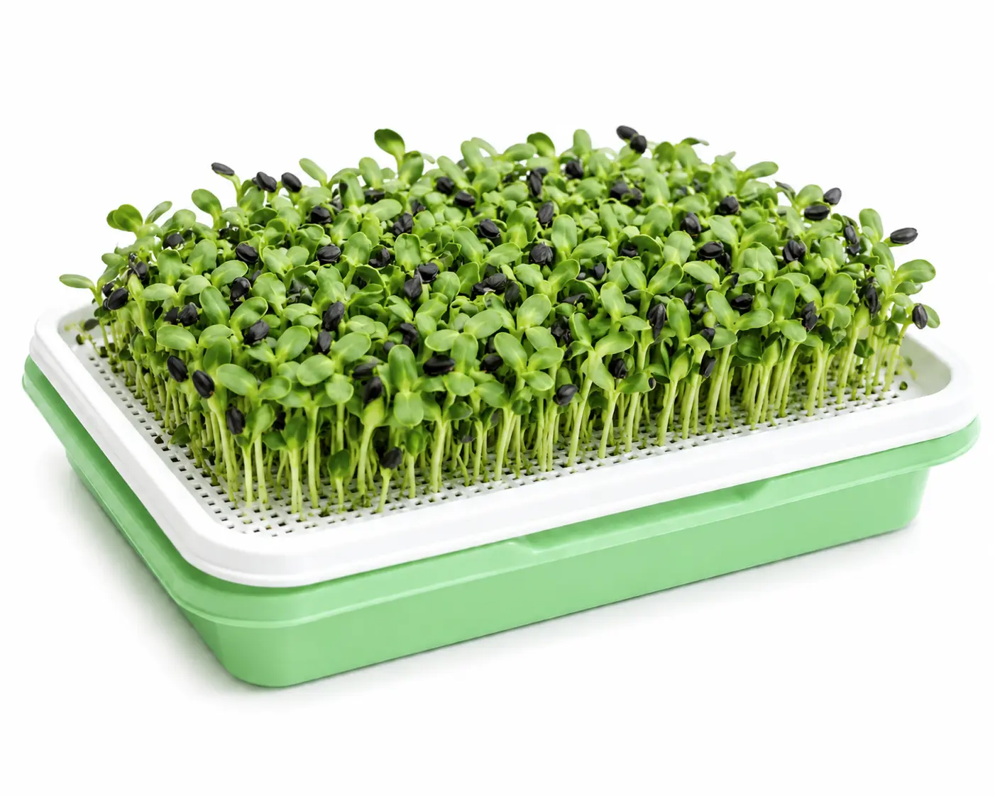 Sunflower Microgreens Growing Tray