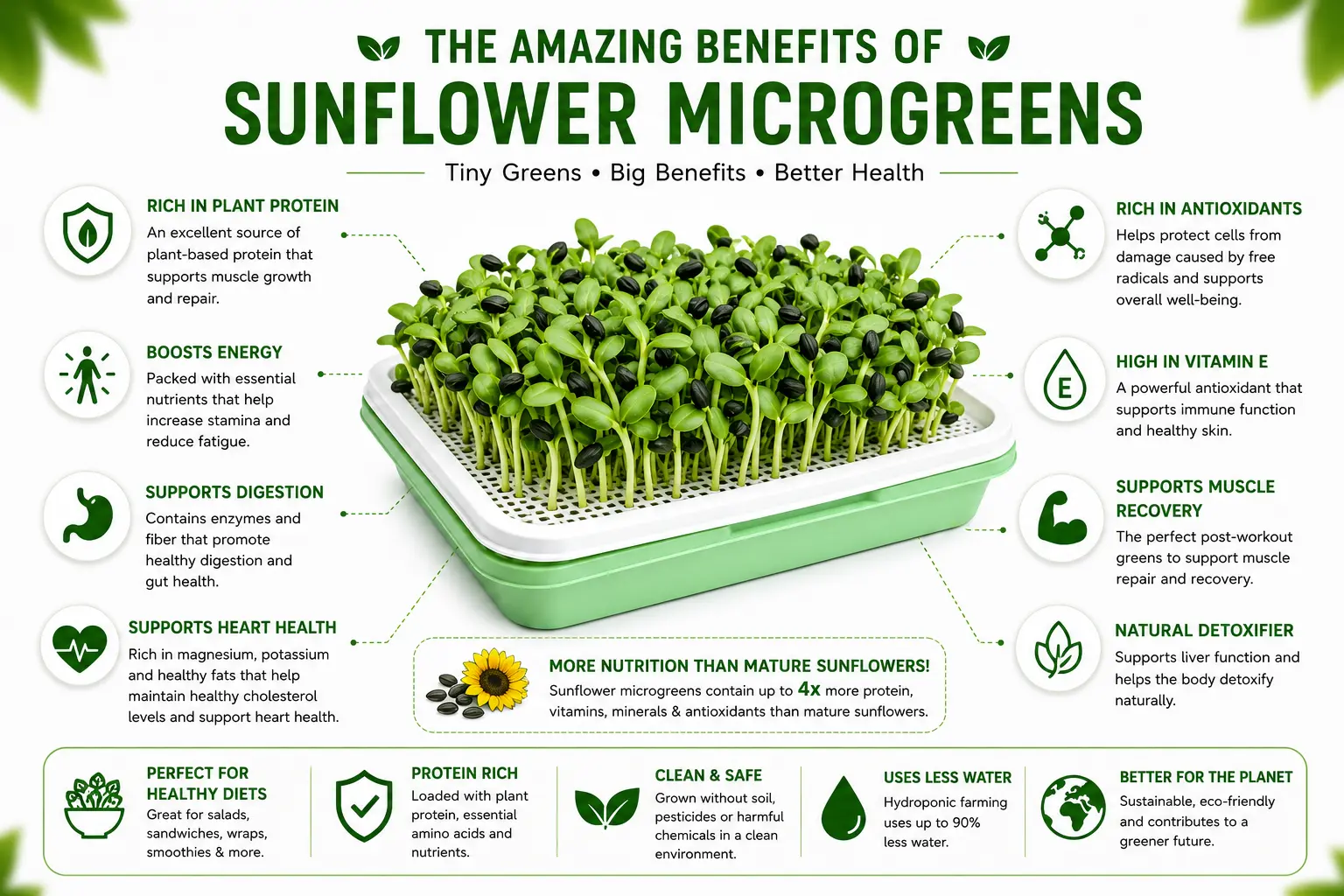 Benefits of Sunflower Microgreens