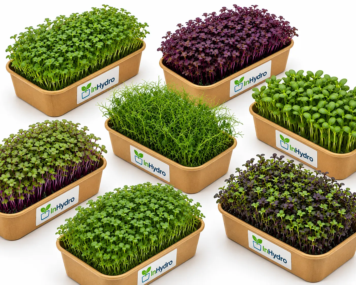 Fresh microgreen boxes
