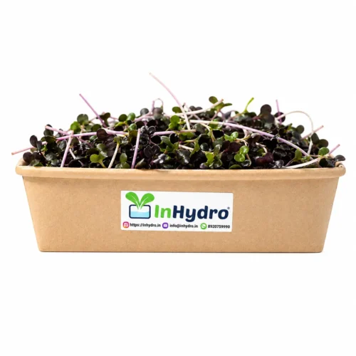 Fresh Purple Radish Microgreen – InHydroGreens, same-day delivery in Delhi NCR