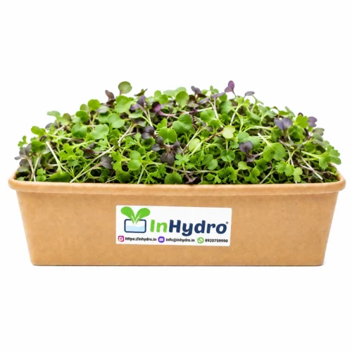 Mix Microgreens Box Inhydrogreens Fresh Mix Microgreens Box Inhydrogreens Same day Delivery in Delhi Ncr