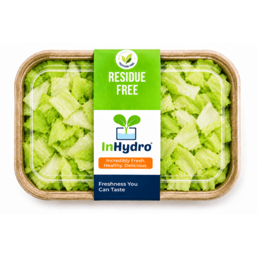 Fresh Iceberg Lettuce – close-up – InHydroGreens, same-day delivery in Delhi NCR