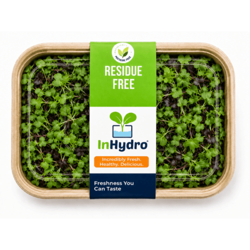 Fresh Mustard Microgreen – close-up – InHydroGreens, same-day delivery in Delhi NCR