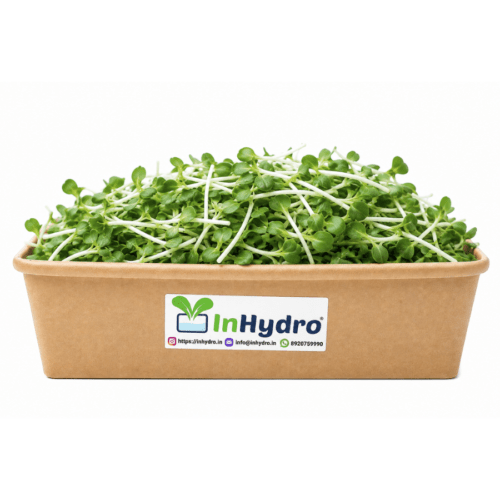 Fresh Mustard Microgreen – InHydroGreens, same-day delivery in Delhi NCR