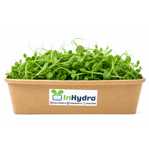 Fresh Pea Shoot Microgreens – InHydroGreens, same-day delivery in Delhi NCR