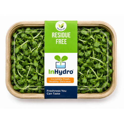 Fresh Sunflower Microgreen – close-up – InHydroGreens, same-day delivery in Delhi NCR