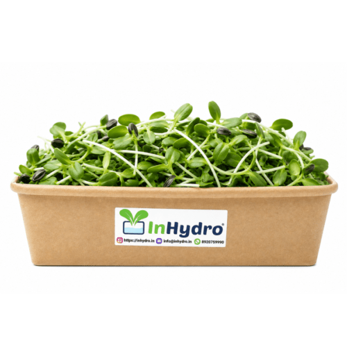 Sunflower Microgreen Inhydrogreens Fresh Sunflower Microgreen Inhydrogreens Same day Delivery in Delhi Ncr