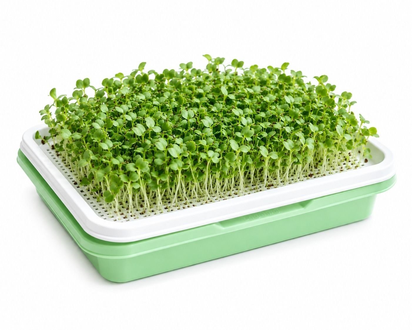 Green Radish Microgreens