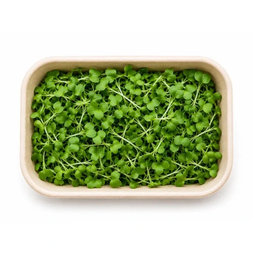 Fresh Radish Green Microgreen – close-up – InHydroGreens, same-day delivery in Delhi NCR