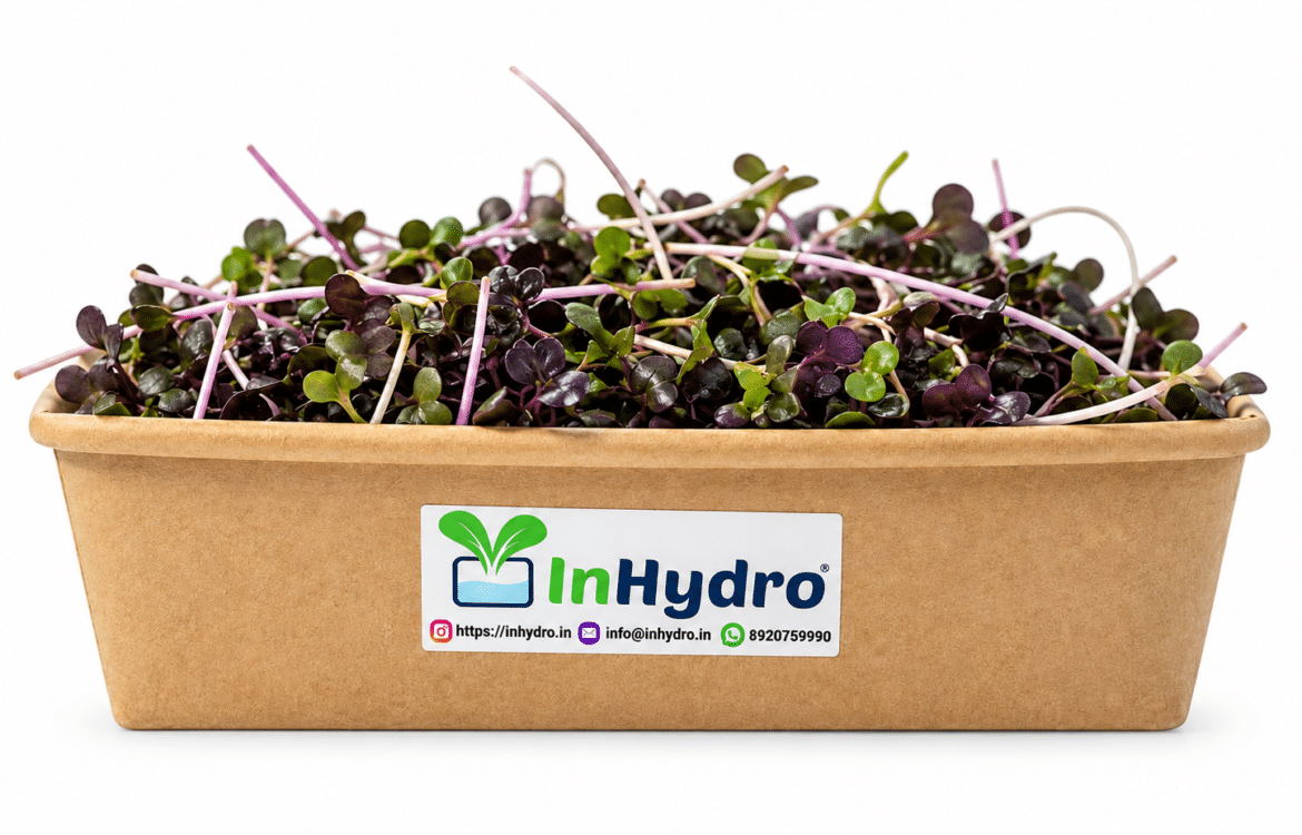 Beetroot Microgreen Ready to Use Inhydrogreens Fresh Beetroot Microgreens with Green and Purple Leaves in an Inhydro Growing Tray Ready to Use