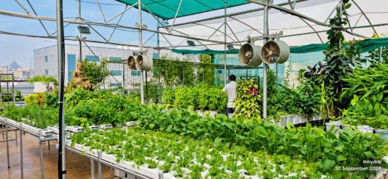 Hydroponic NFT system with fresh greens and herbs – InHydroGreens farm, Delhi NCR