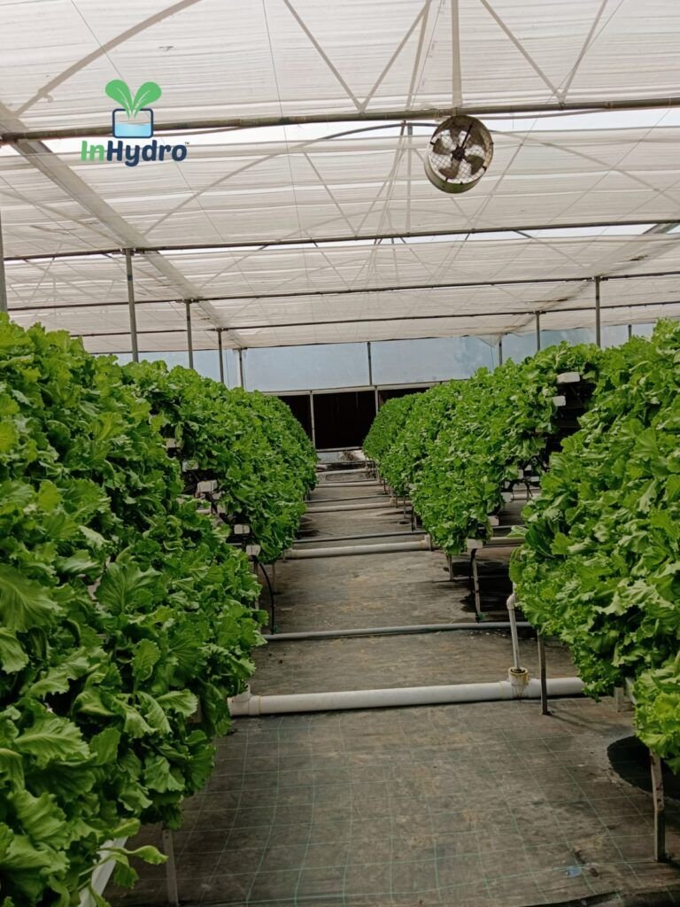 Vertical hydroponic towers with fresh lettuce – InHydroGreens farm, Delhi NCR