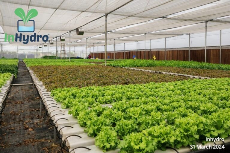 Red and green lettuce growing in NFT channels – InHydroGreens farm, Delhi NCR