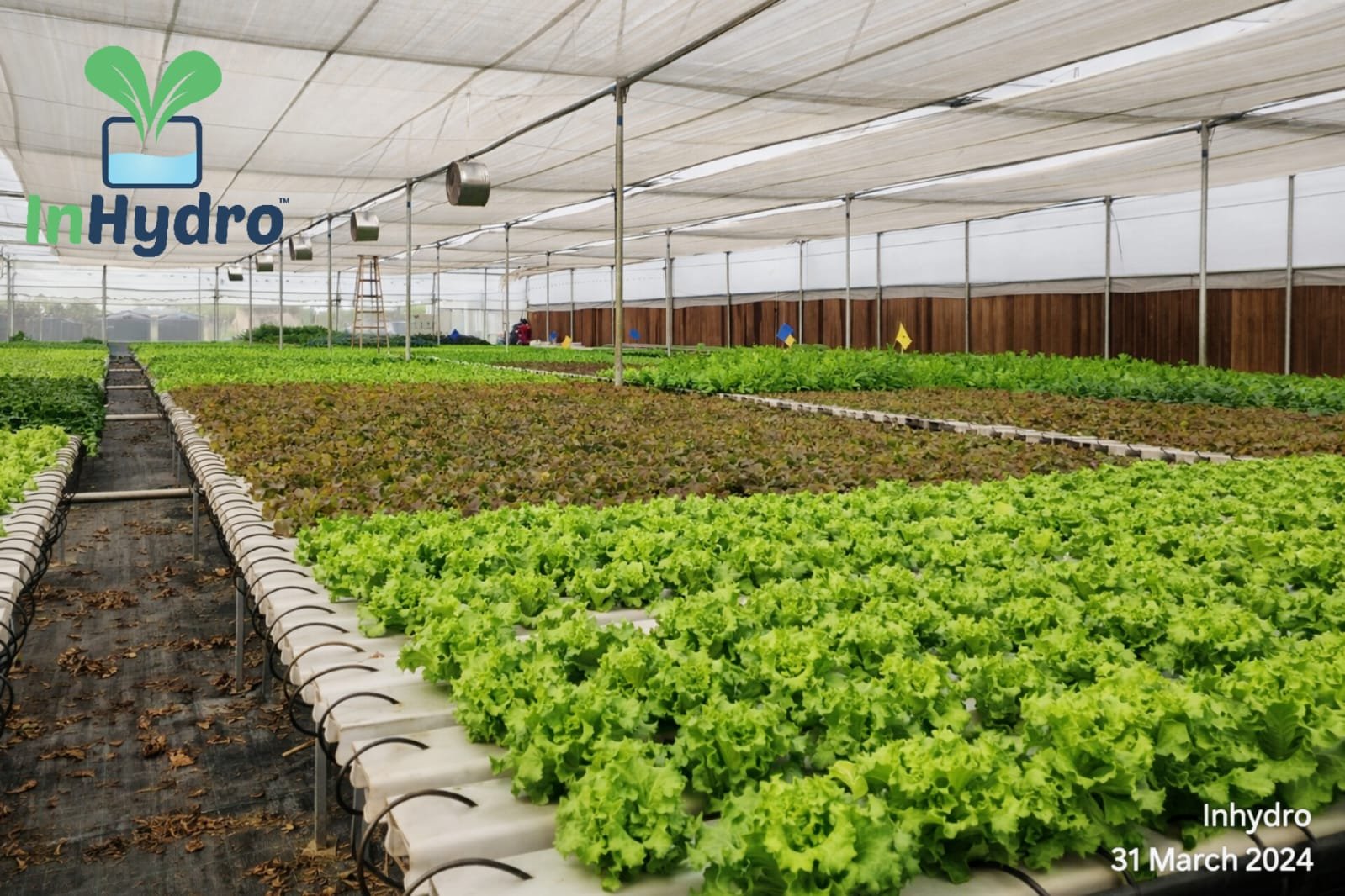 Red and green lettuce growing in NFT channels at an InHydroGreens farm in Delhi NCR