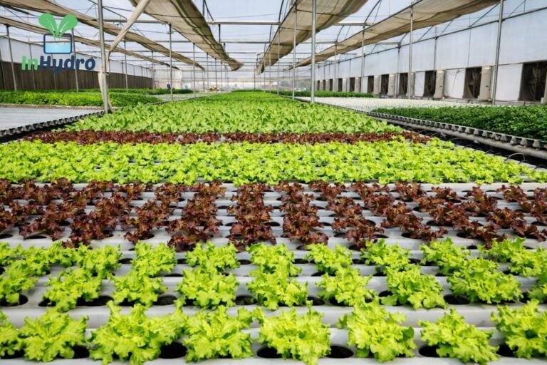 Rows of red and green lettuce – InHydroGreens farm, Delhi NCR