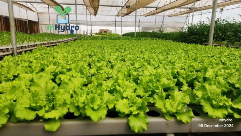 Fresh hydroponic lettuce ready to harvest – InHydroGreens farm, Delhi NCR