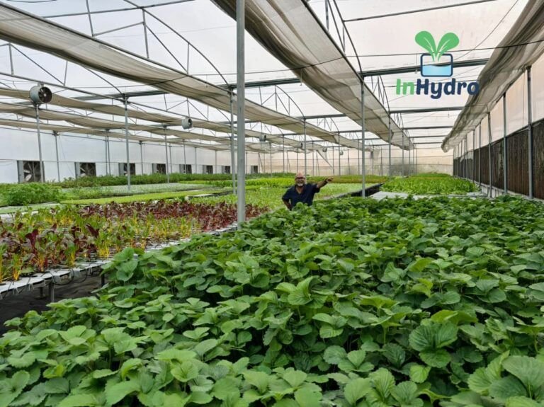 Leafy greens growing in a climate-controlled polyhouse – InHydroGreens farm, Delhi NCR