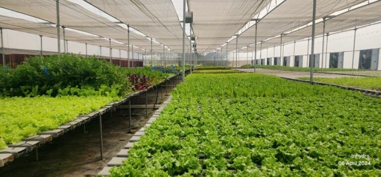 Wide view of our hydroponic lettuce farm – InHydroGreens farm, Delhi NCR