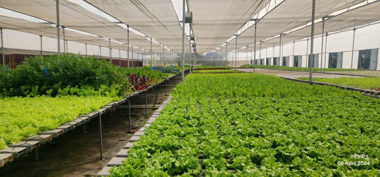 Wholesale hydroponic lettuce farm supplying restaurants in Delhi NCR – InHydroGreens